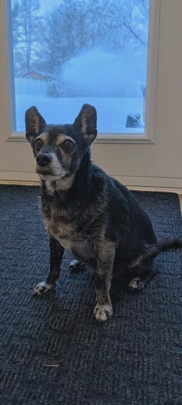 Enlarge Paco, a Adoptable Mixed Breed in Athens, ON image 5/6