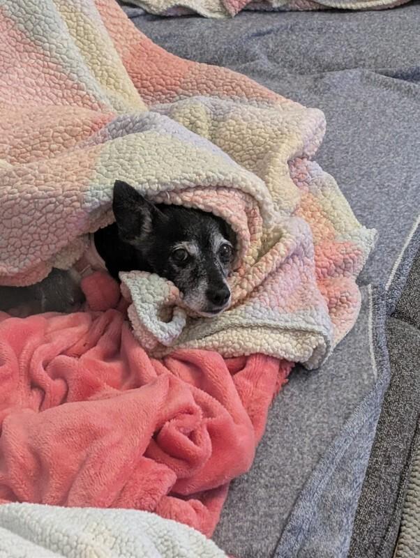 Enlarge Paco, a Adoptable Mixed Breed in Athens, ON image 4/6