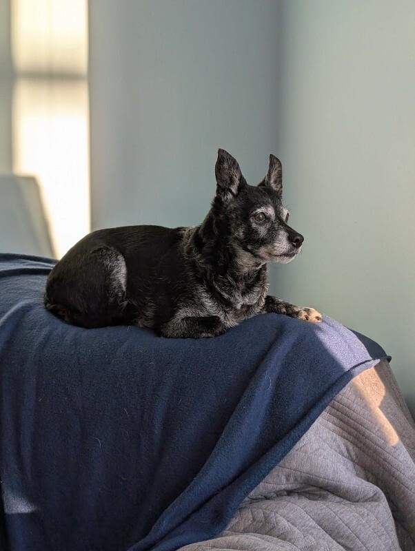 Enlarge Paco, a Adoptable Mixed Breed in Athens, ON image 6/6