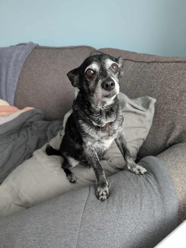 Enlarge Paco, a Adoptable Mixed Breed in Athens, ON image 3/3