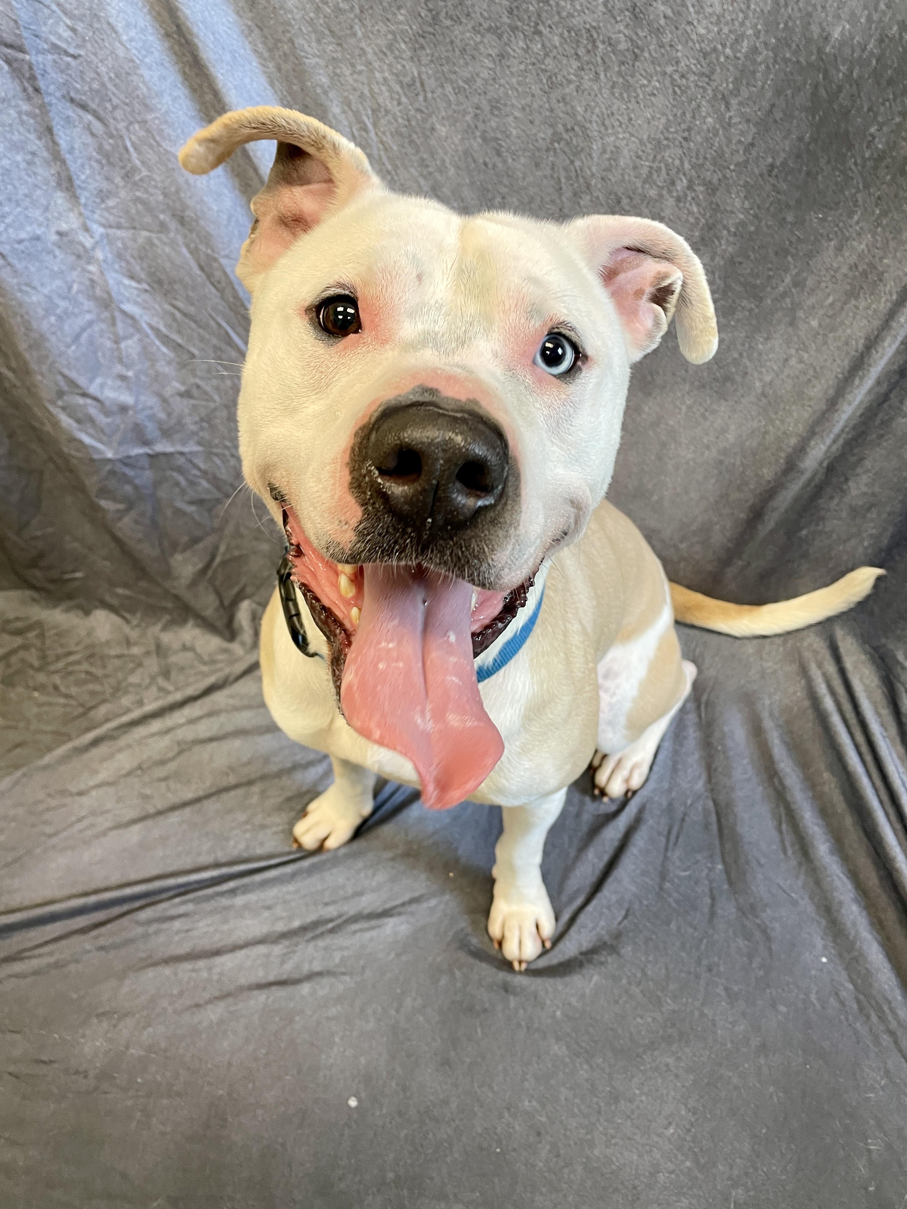 Enlarge Humphrey, a Adoptable American Bulldog in Waterloo, IA image 4/6