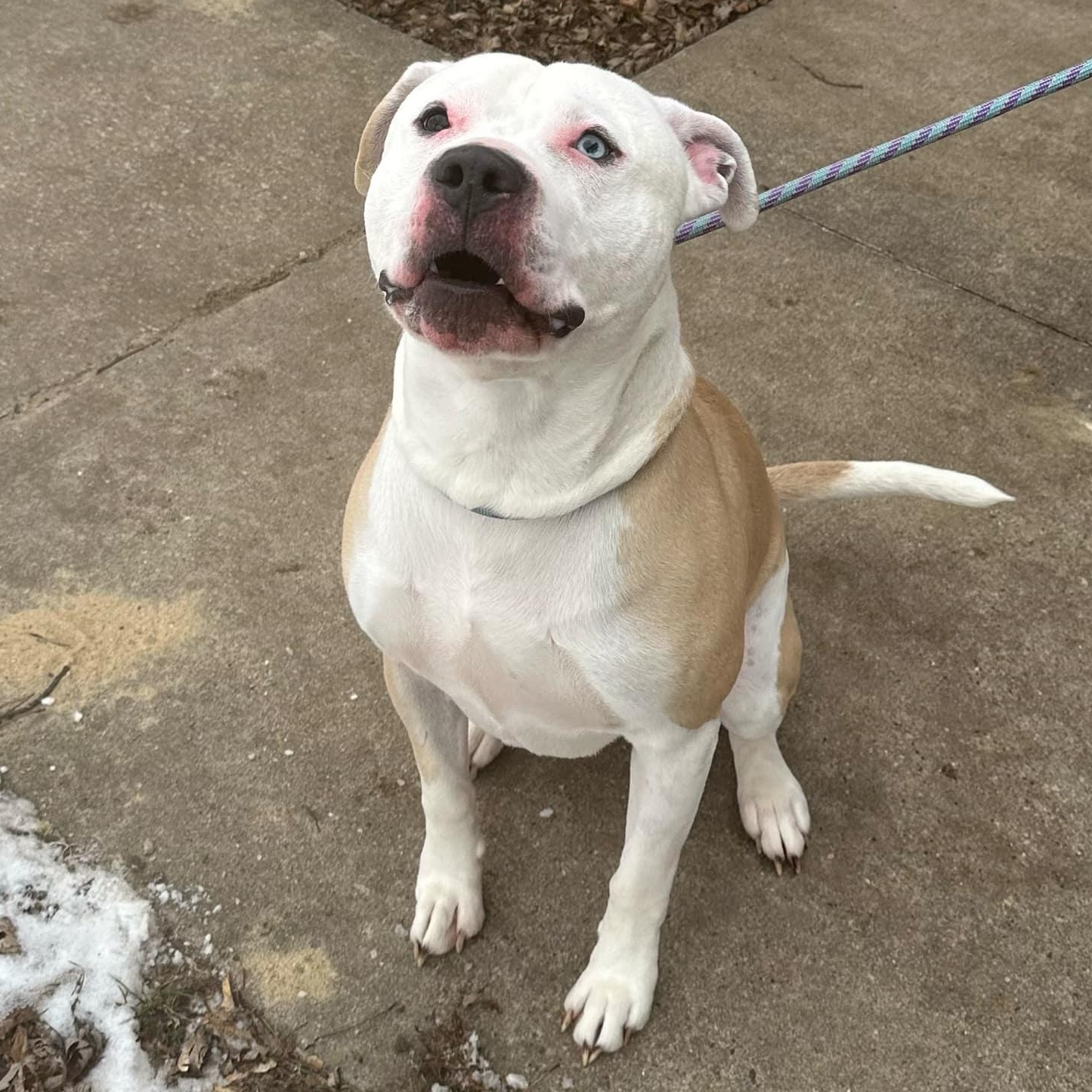 Enlarge Humphrey, a Adoptable American Bulldog in Waterloo, IA image 2/6