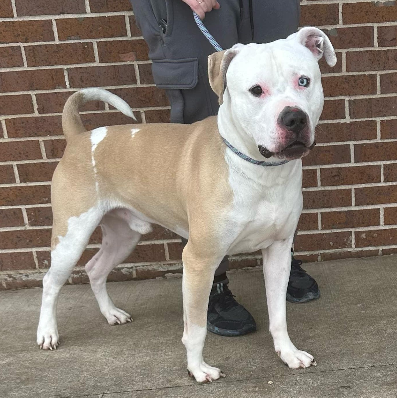 Enlarge Humphrey, a Adoptable American Bulldog in Waterloo, IA image 3/6