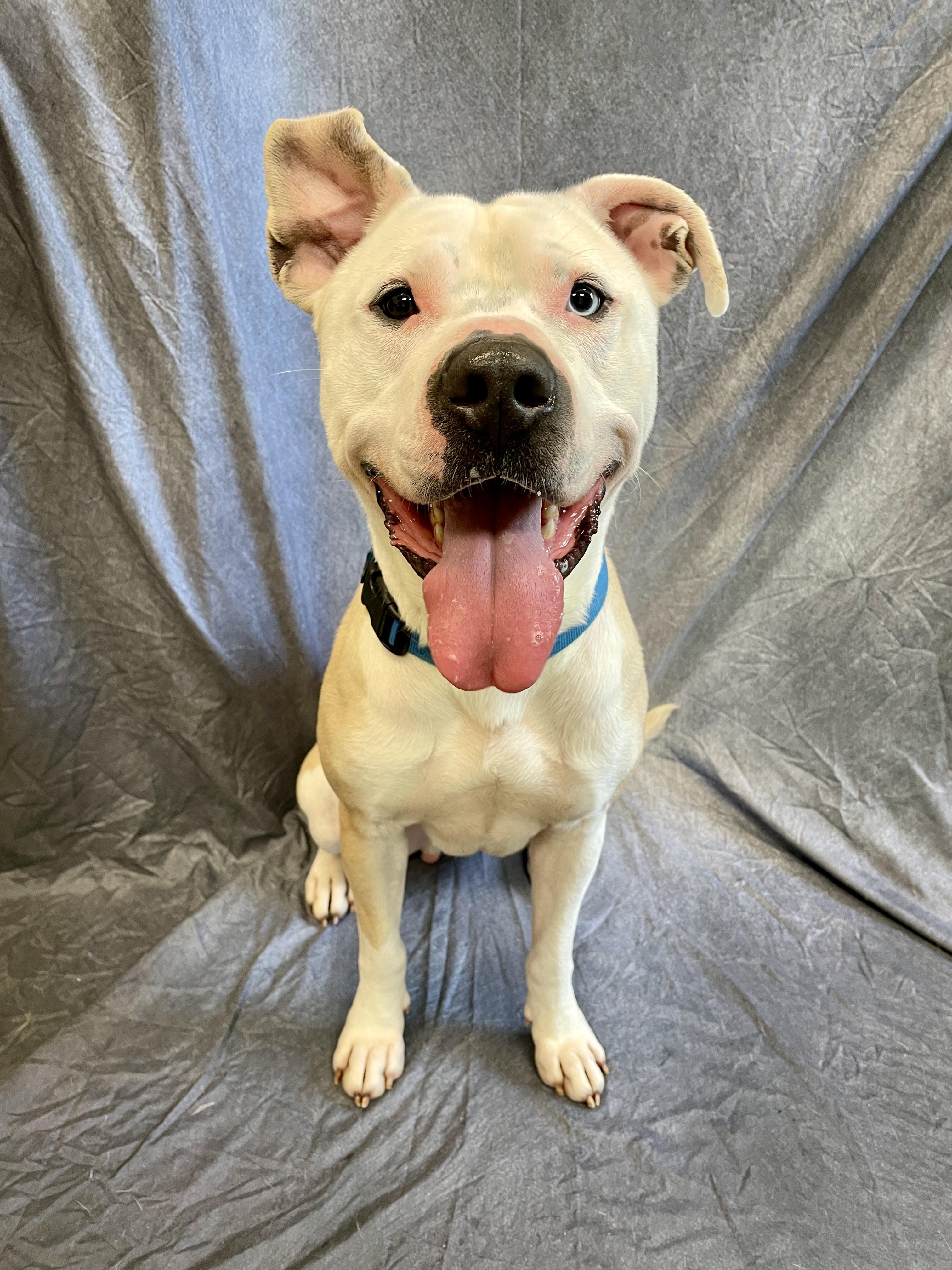 Enlarge Humphrey, a Adoptable American Bulldog in Waterloo, IA image 1/6