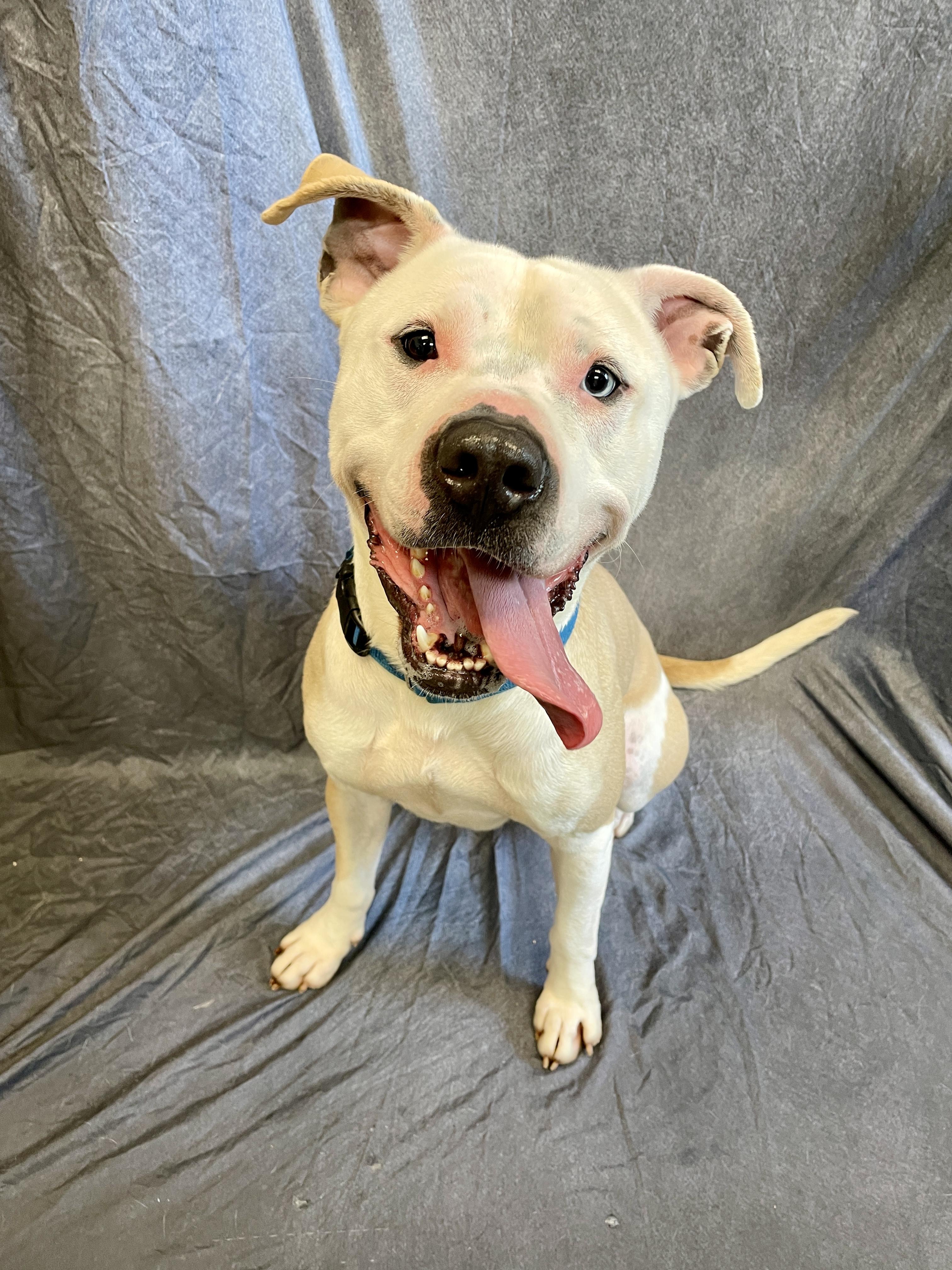 Enlarge Humphrey, a Adoptable American Bulldog in Waterloo, IA image 5/6