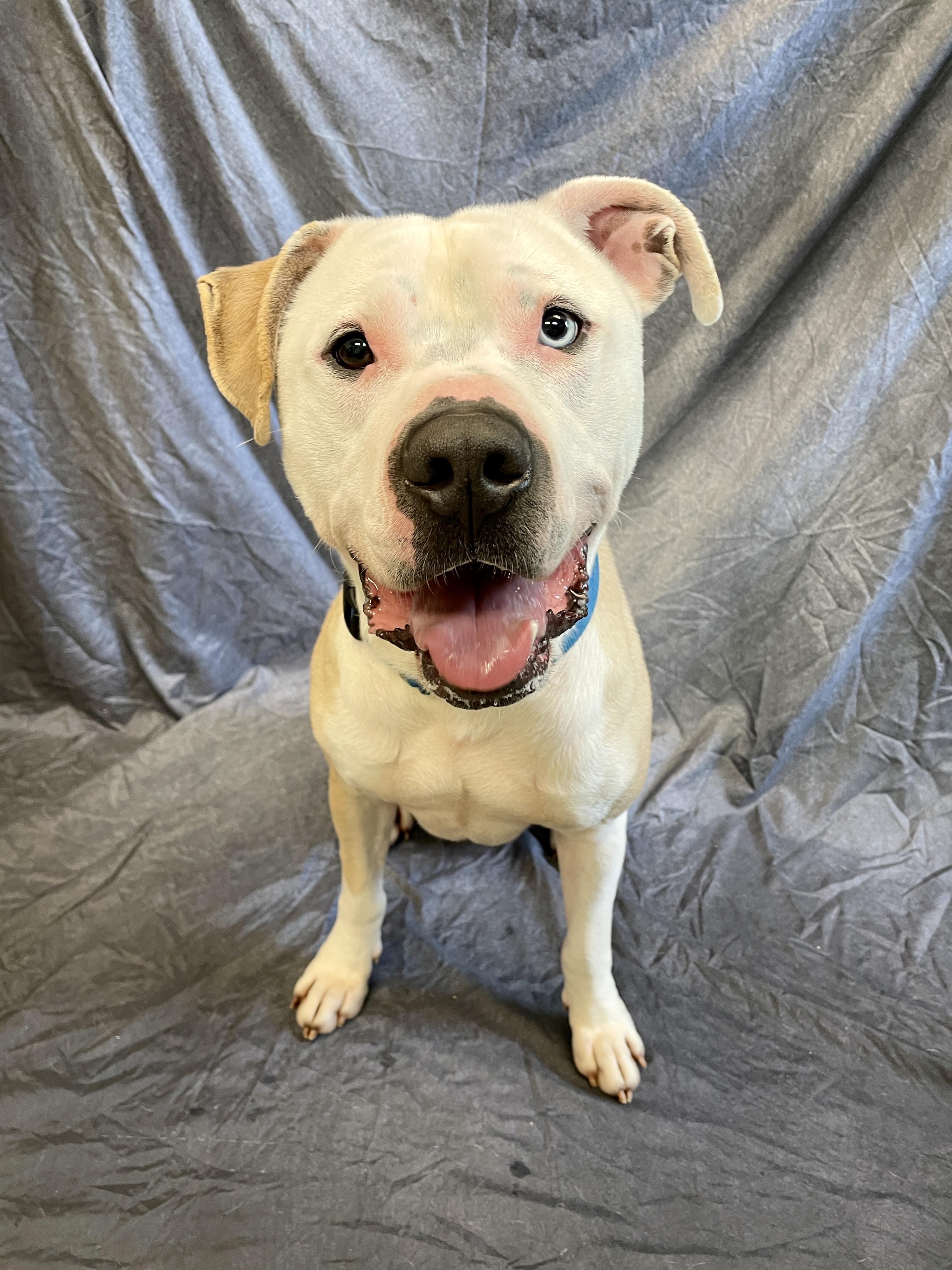 Enlarge Humphrey, a Adoptable American Bulldog in Waterloo, IA image 6/6