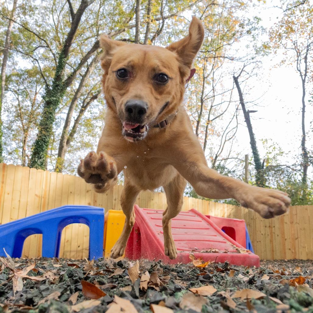 Enlarge Pop Rocks, a Adoptable Mixed Breed in Decatur, GA image 1/6
