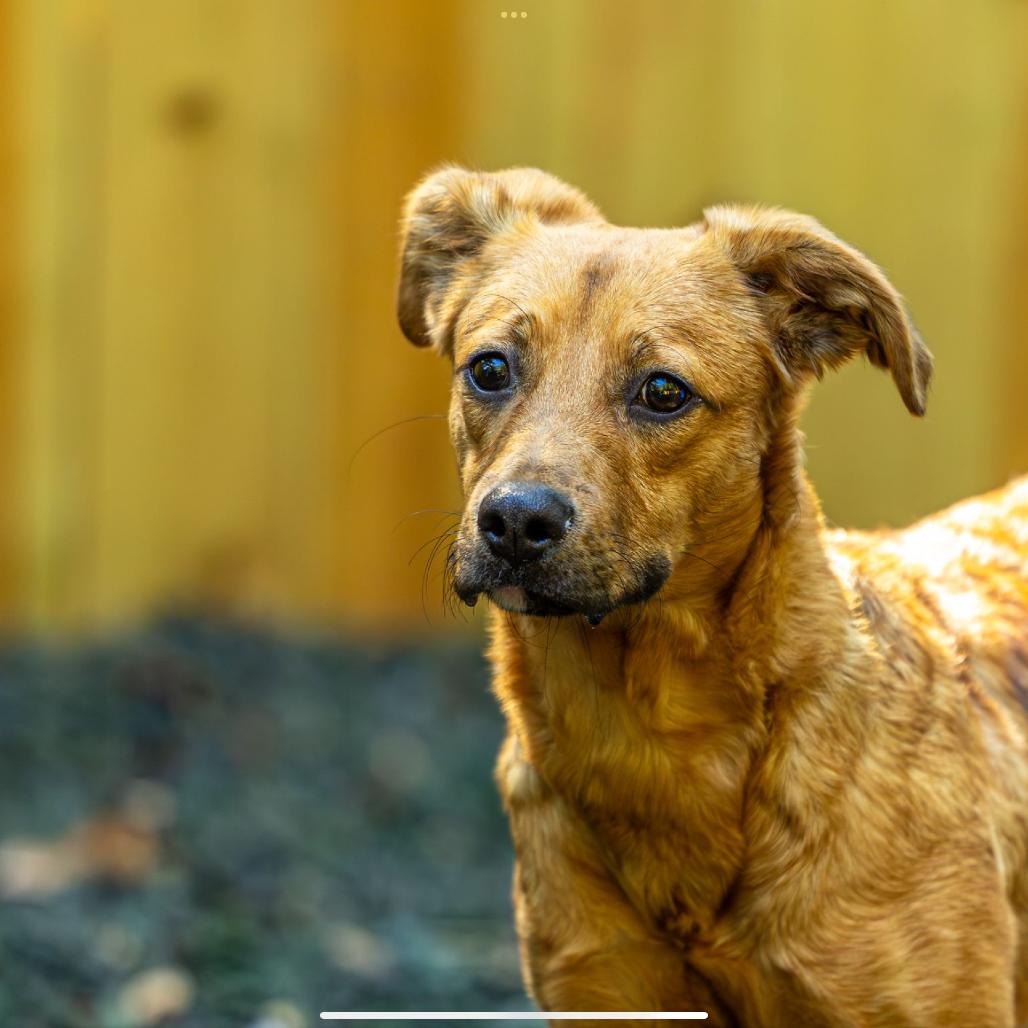 Enlarge Pop Rocks, a Adoptable Mixed Breed in Decatur, GA image 2/6
