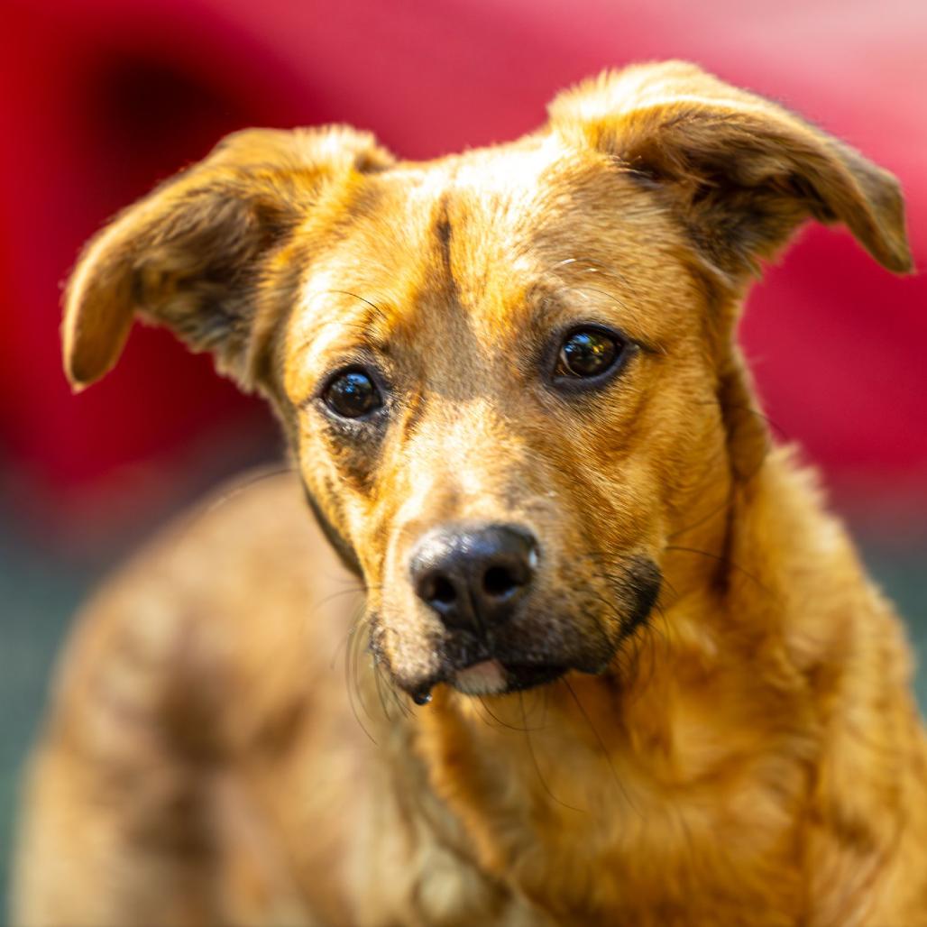Enlarge Pop Rocks, a Adoptable Mixed Breed in Decatur, GA image 3/6