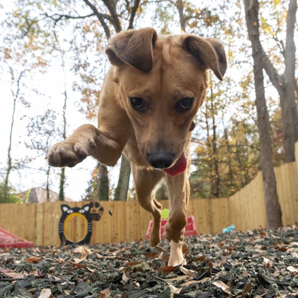 Enlarge Pop Rocks, a Adoptable Mixed Breed in Decatur, GA image 4/6
