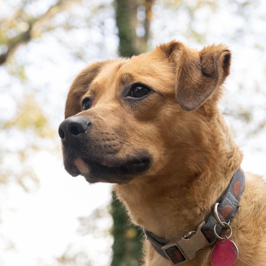 Enlarge Pop Rocks, a Adoptable Mixed Breed in Decatur, GA image 5/6