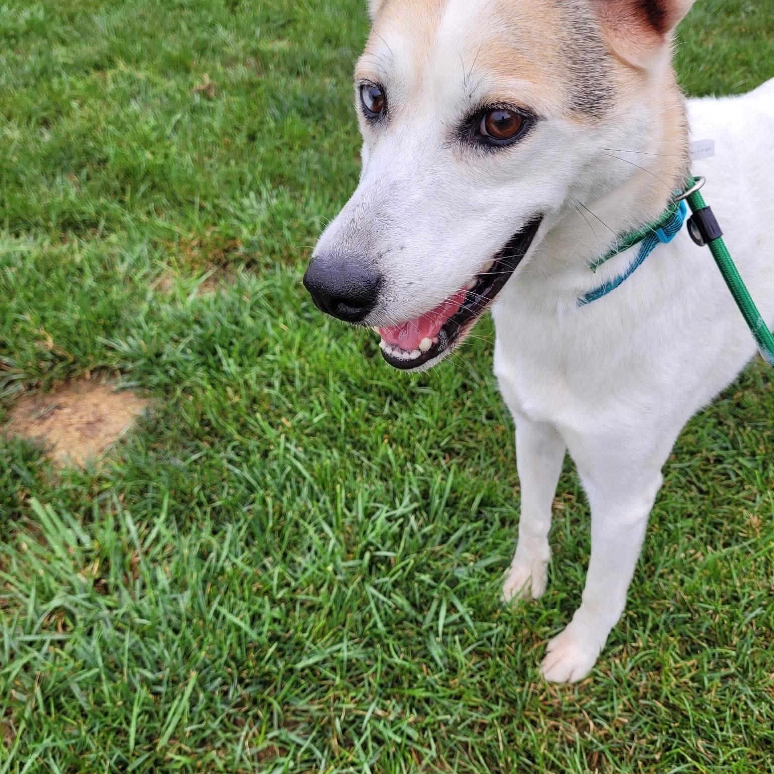 Enlarge Abner, a Adoptable mixed breed in Minooka, IL image 2/2