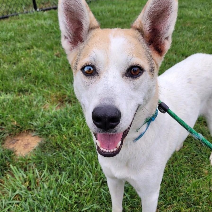 Enlarge Abner, a Adoptable mixed breed in Minooka, IL image 1/2