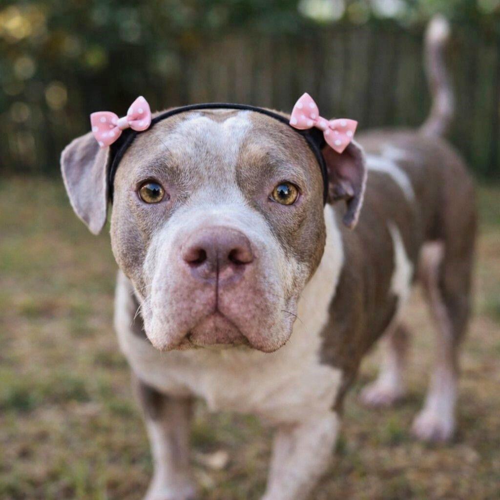 Marsha, a Adoptable mixed breed in Helena, AL image 1/4