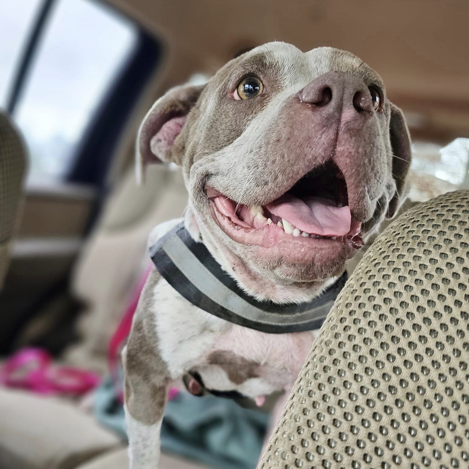 Marsha, a Adoptable mixed breed in Helena, AL image 2/4