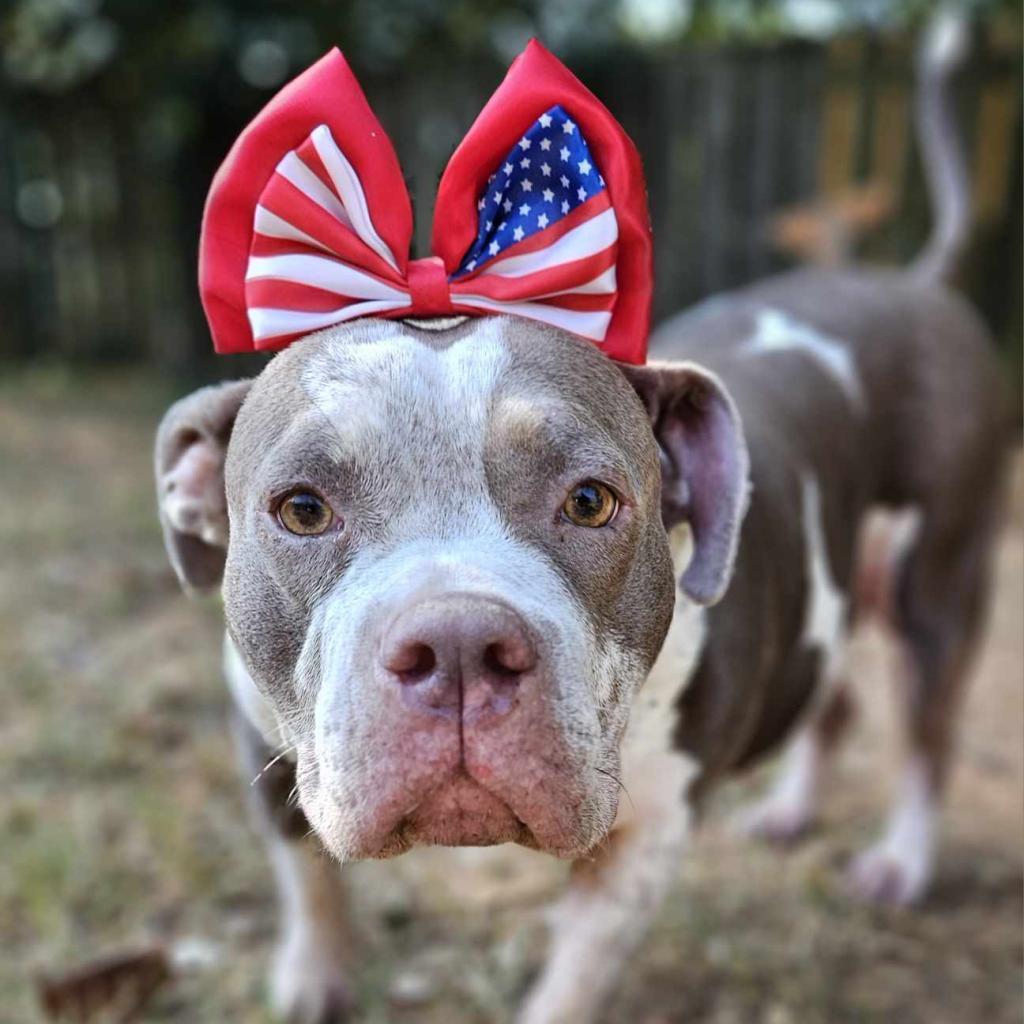 Enlarge Marsha, a Adoptable mixed breed in Helena, AL image 1/4