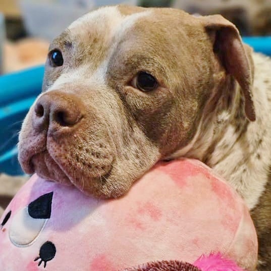 Marsha, a Adoptable mixed breed in Helena, AL image 4/4