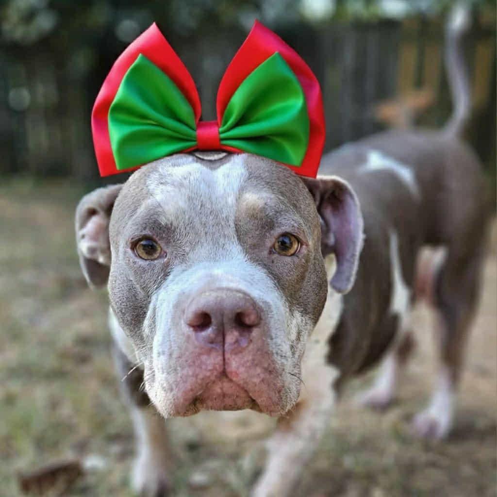 Marsha, a Adoptable mixed breed in Helena, AL image 1/4