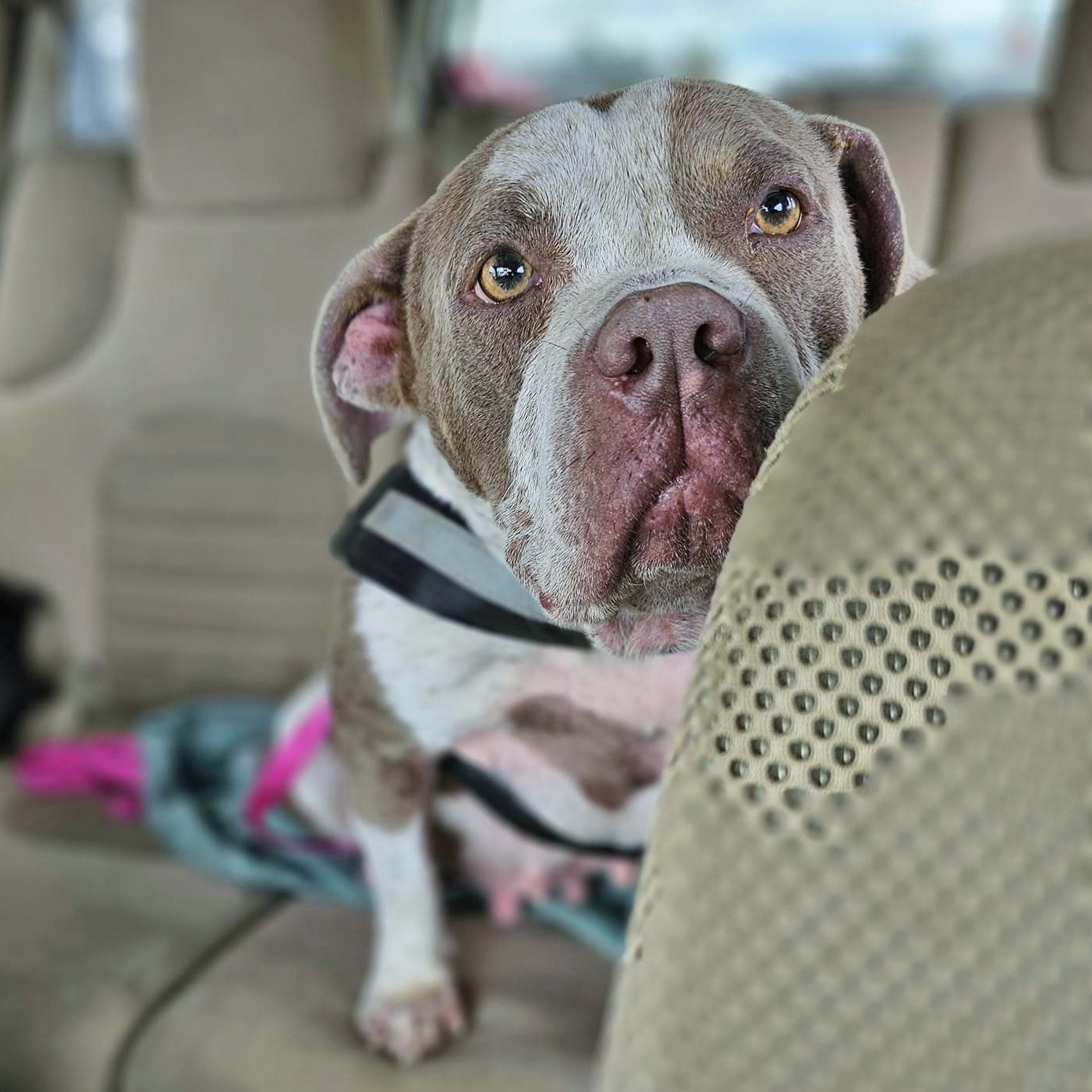 Marsha, a Adoptable mixed breed in Helena, AL image 3/4