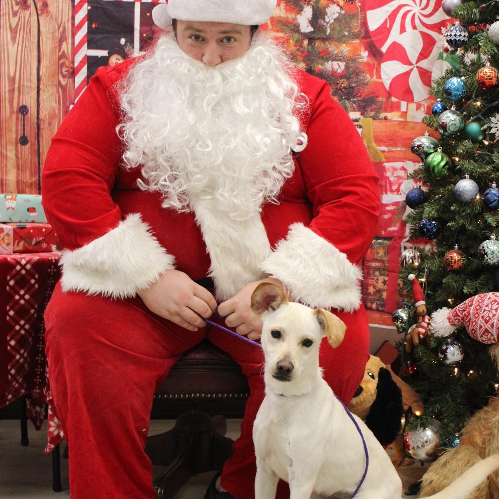 Enlarge Jemma, a Adoptable Terrier in Cleveland, MS image 1/4