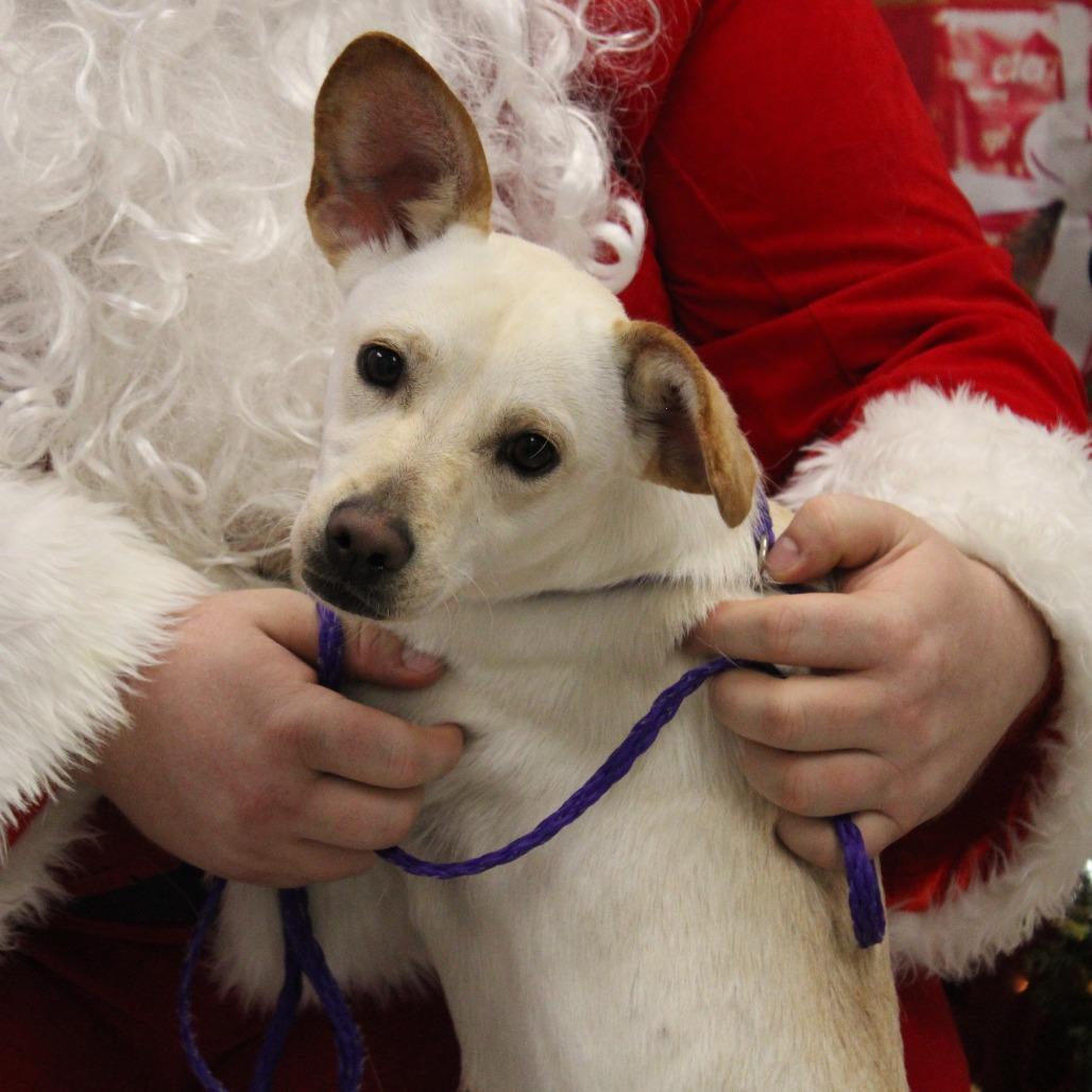 Enlarge Jemma, a Adoptable Terrier in Cleveland, MS image 2/4