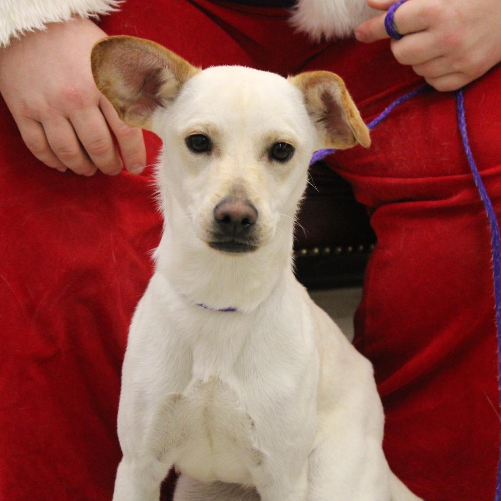 Enlarge Jemma, a Adoptable Terrier in Cleveland, MS image 3/4