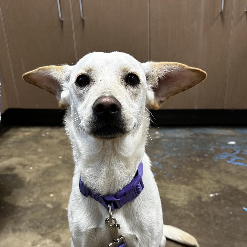 Enlarge Jemma, a Adoptable Terrier in Cleveland, MS image 4/4