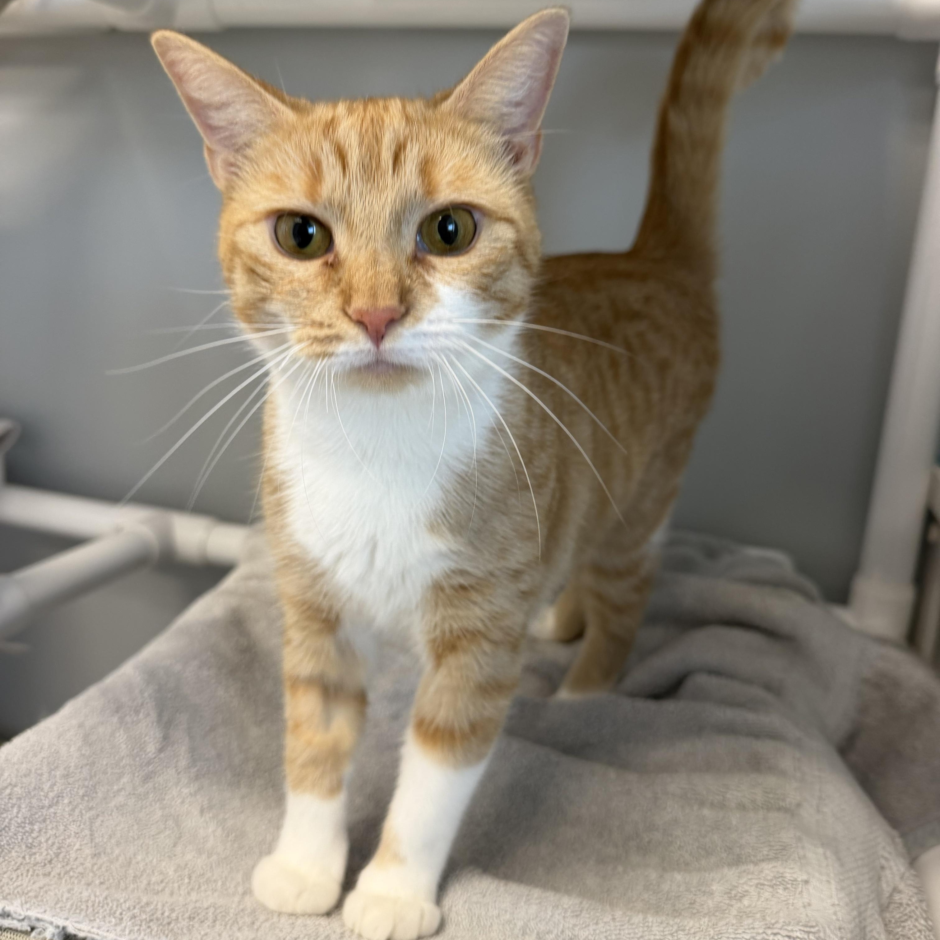 Enlarge Maddie, a ADOPTABLE Domestic Short Hair in Cooperstown, NY image 3/4