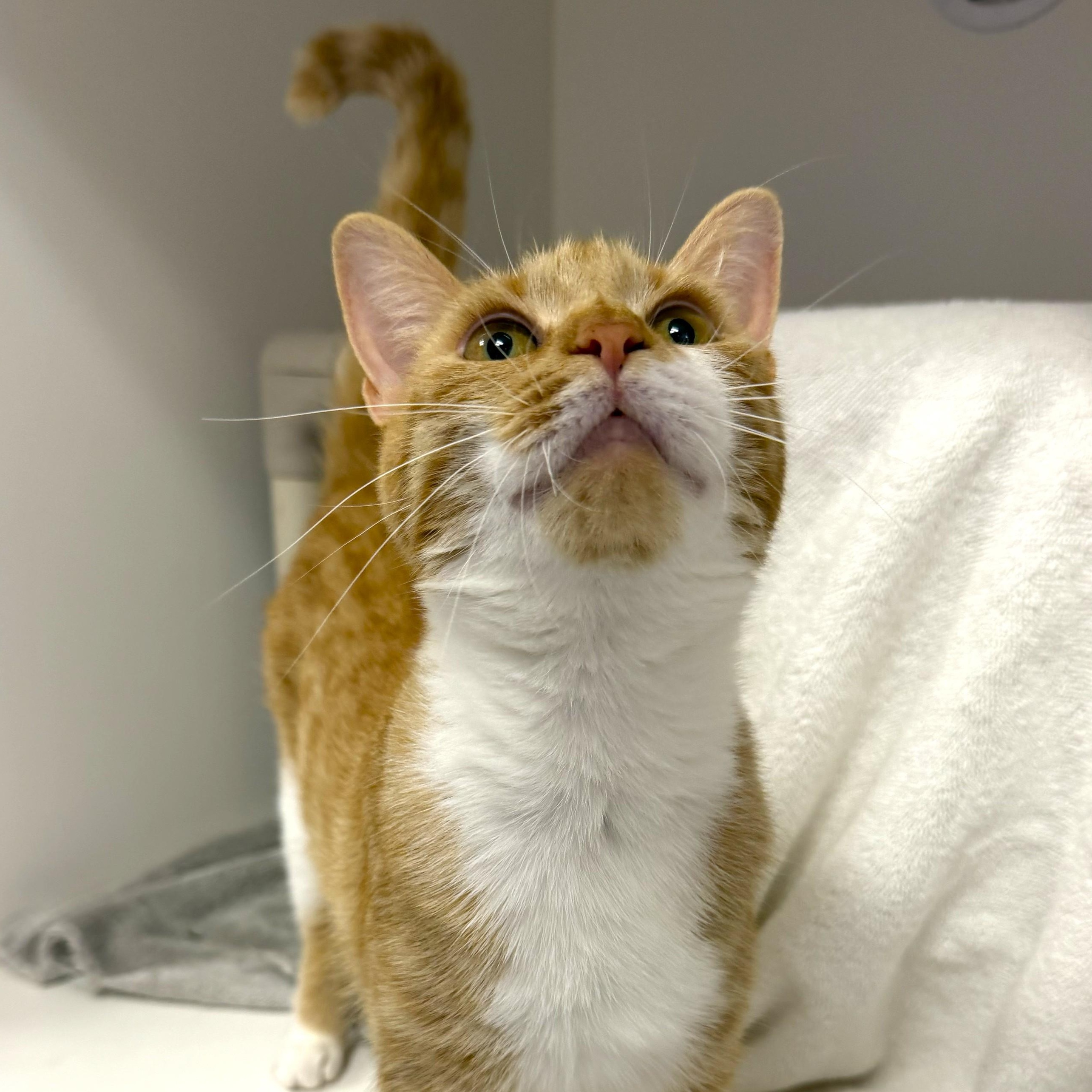Enlarge Maddie, a ADOPTABLE Domestic Short Hair in Cooperstown, NY image 2/4