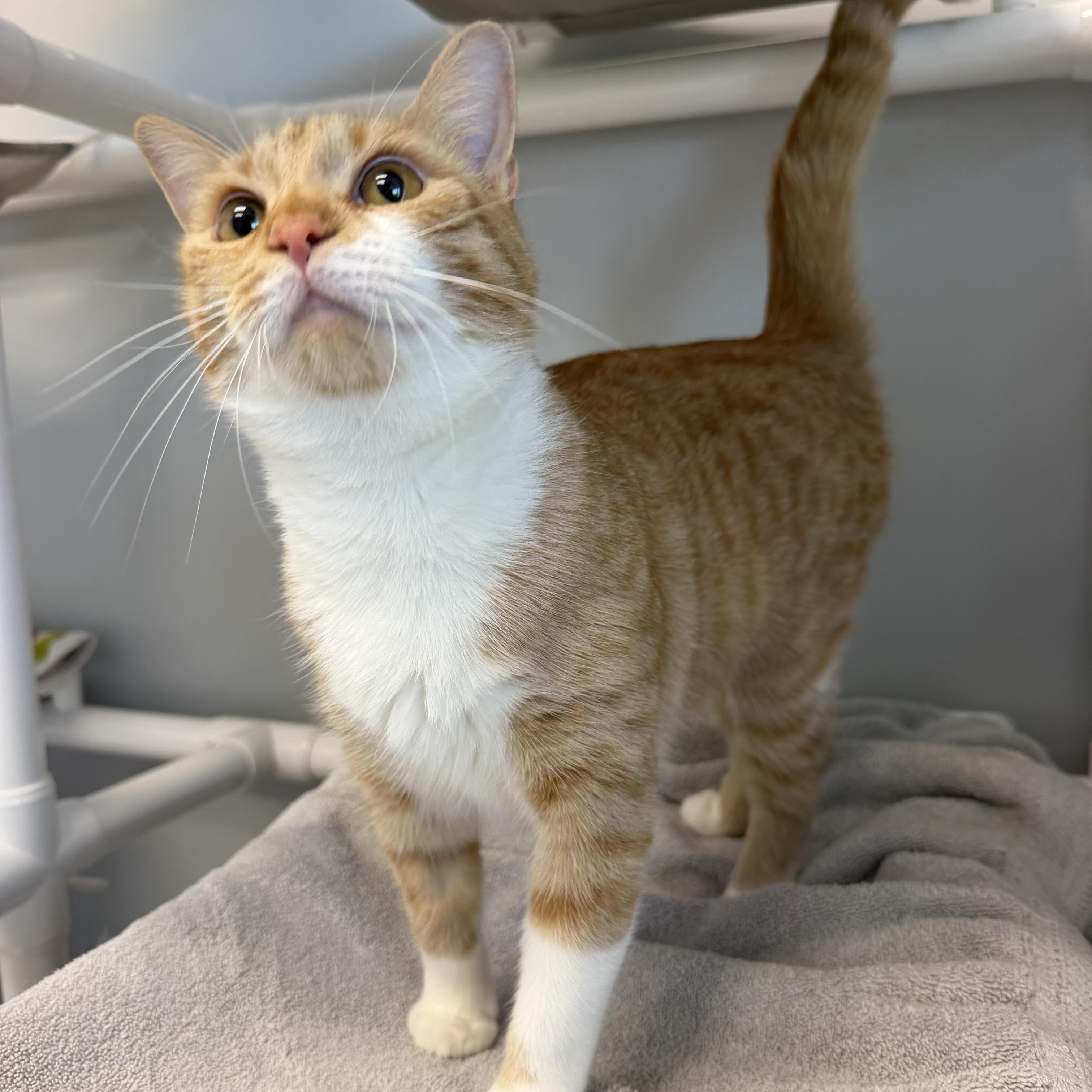 Maddie, ADOPTABLE, Adult Female Domestic Short Hair.