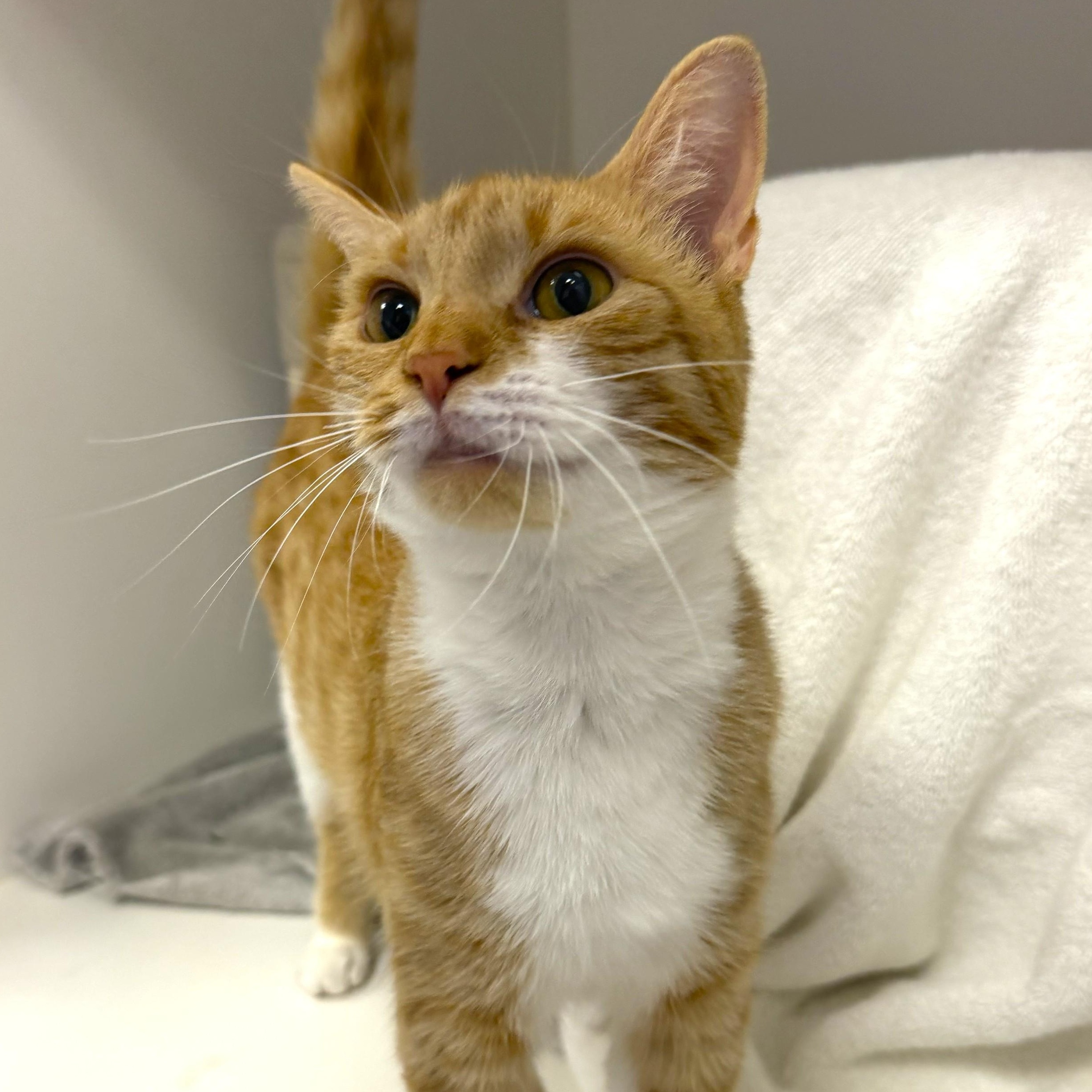 Enlarge Maddie, a ADOPTABLE Domestic Short Hair in Cooperstown, NY image 4/4