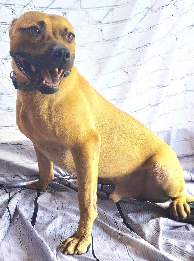 Khan, handsome boy with a big smile!  Just a Lap Baby, and Loves everyone!!