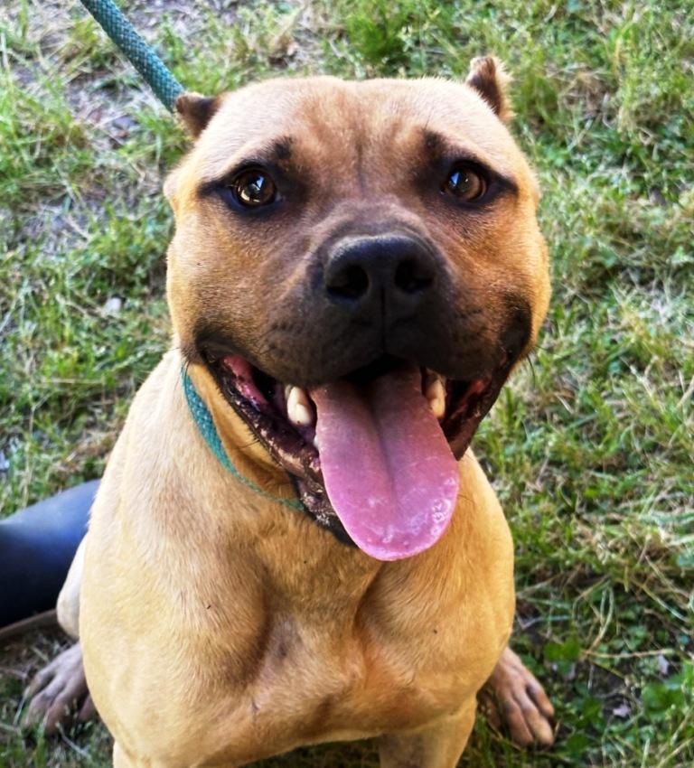 Enlarge Khan, handsome boy with a big smile!  Just a Lap Baby, and Loves everyone!!, a Adoptable American Bully in Virginia Beach, VA image 5/6