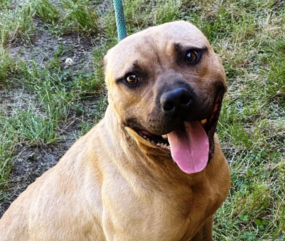 Enlarge Khan, handsome boy with a big smile!  Just a Lap Baby, and Loves everyone!!, a Adoptable American Bully in Virginia Beach, VA image 6/6