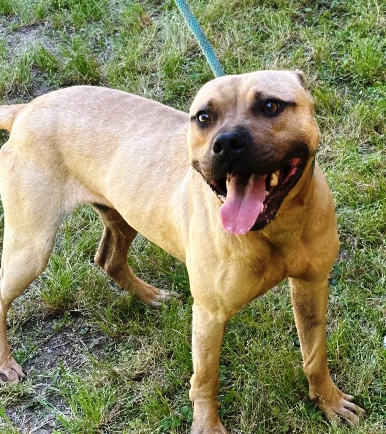 Enlarge Khan, handsome boy with a big smile!  Just a Lap Baby, and Loves everyone!!, a Adoptable American Bully in Virginia Beach, VA image 3/6