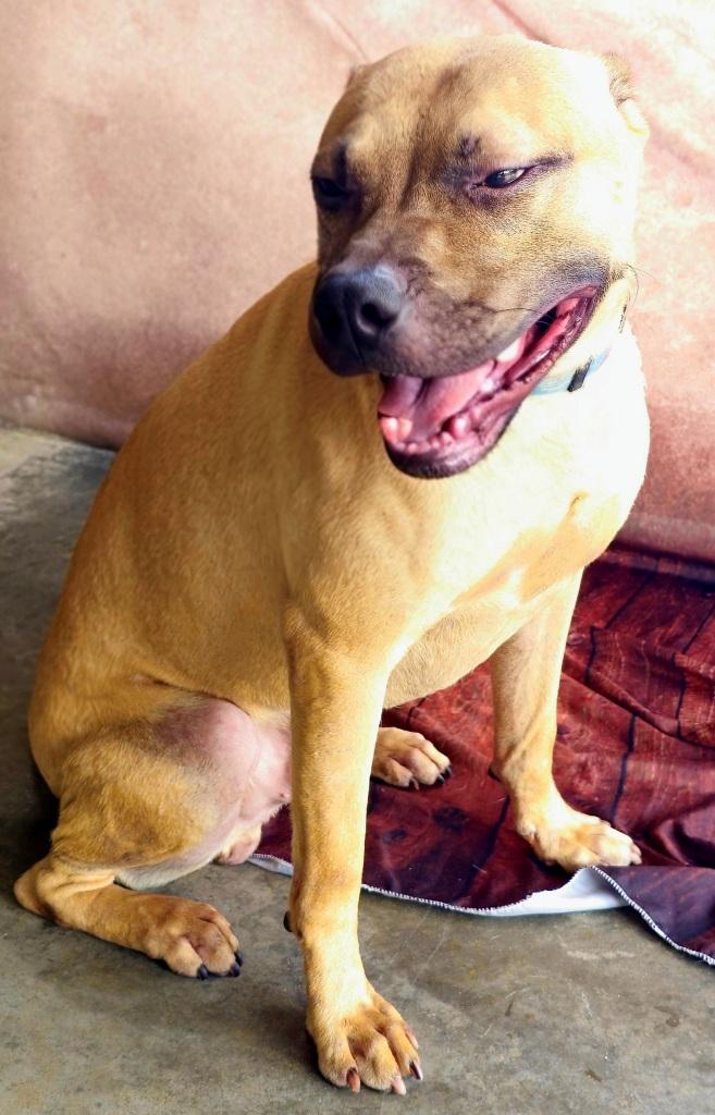 Enlarge Khan, handsome boy with a big smile!  Just a Lap Baby, and Loves everyone!!, a Adoptable American Bully in Virginia Beach, VA image 4/6