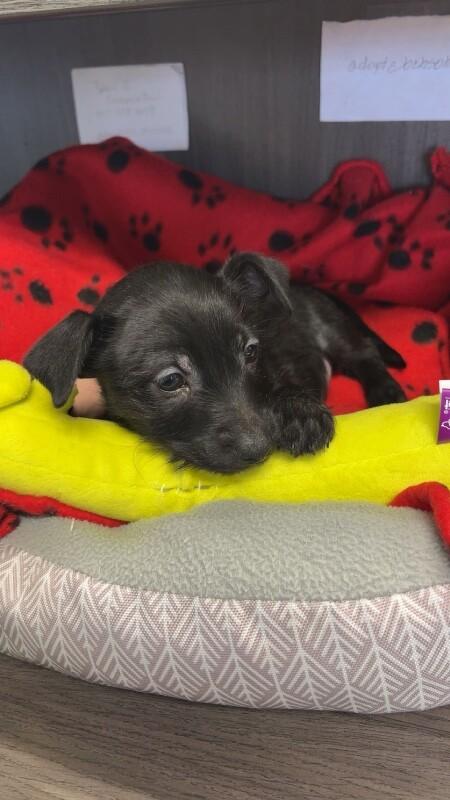 Pringle, Adoptable, Puppy Female Chihuahua & Mixed Breed.