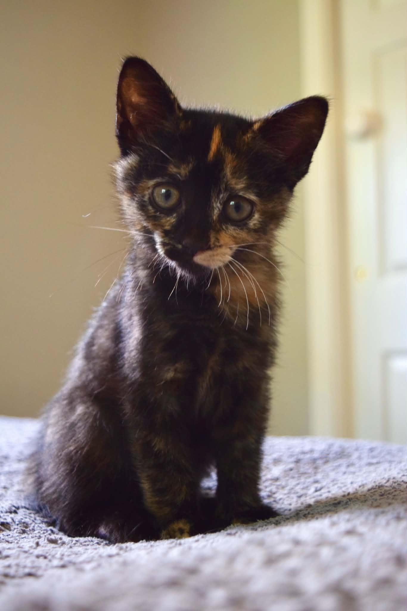 Enlarge Carla, a Adopted Domestic Short Hair in Muncie, IN image 1/1