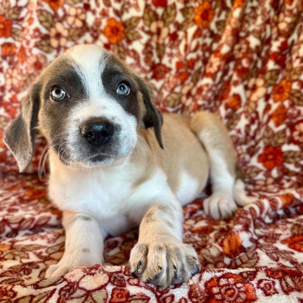 Enlarge Logan, a Adoptable mixed breed in Crystal, MN image 1/3