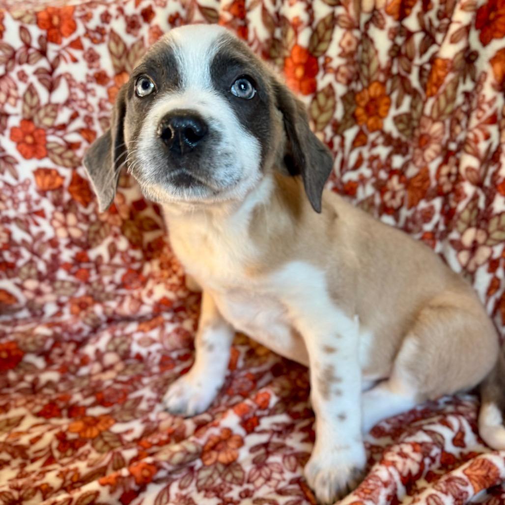 Enlarge Logan, a Adoptable mixed breed in Crystal, MN image 2/3