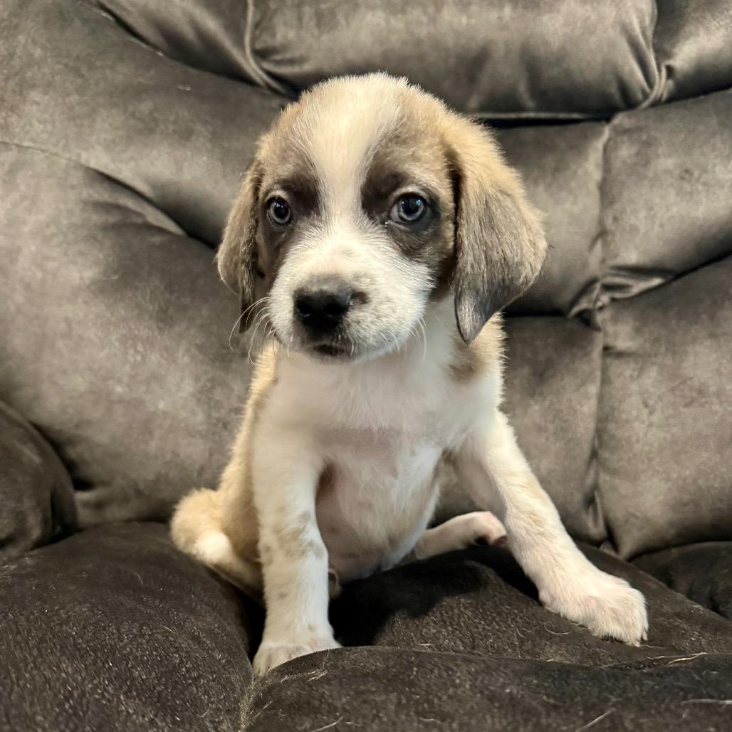 Enlarge Logan, a Adoptable mixed breed in Crystal, MN image 3/3