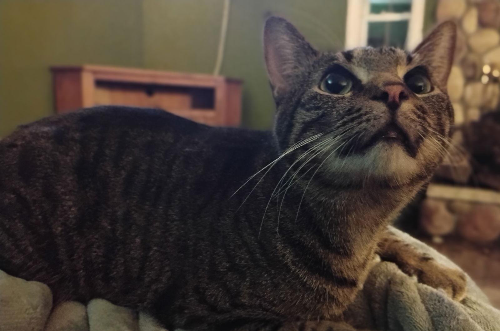 Harvey, Adoptable, Adult Male Domestic Short Hair.