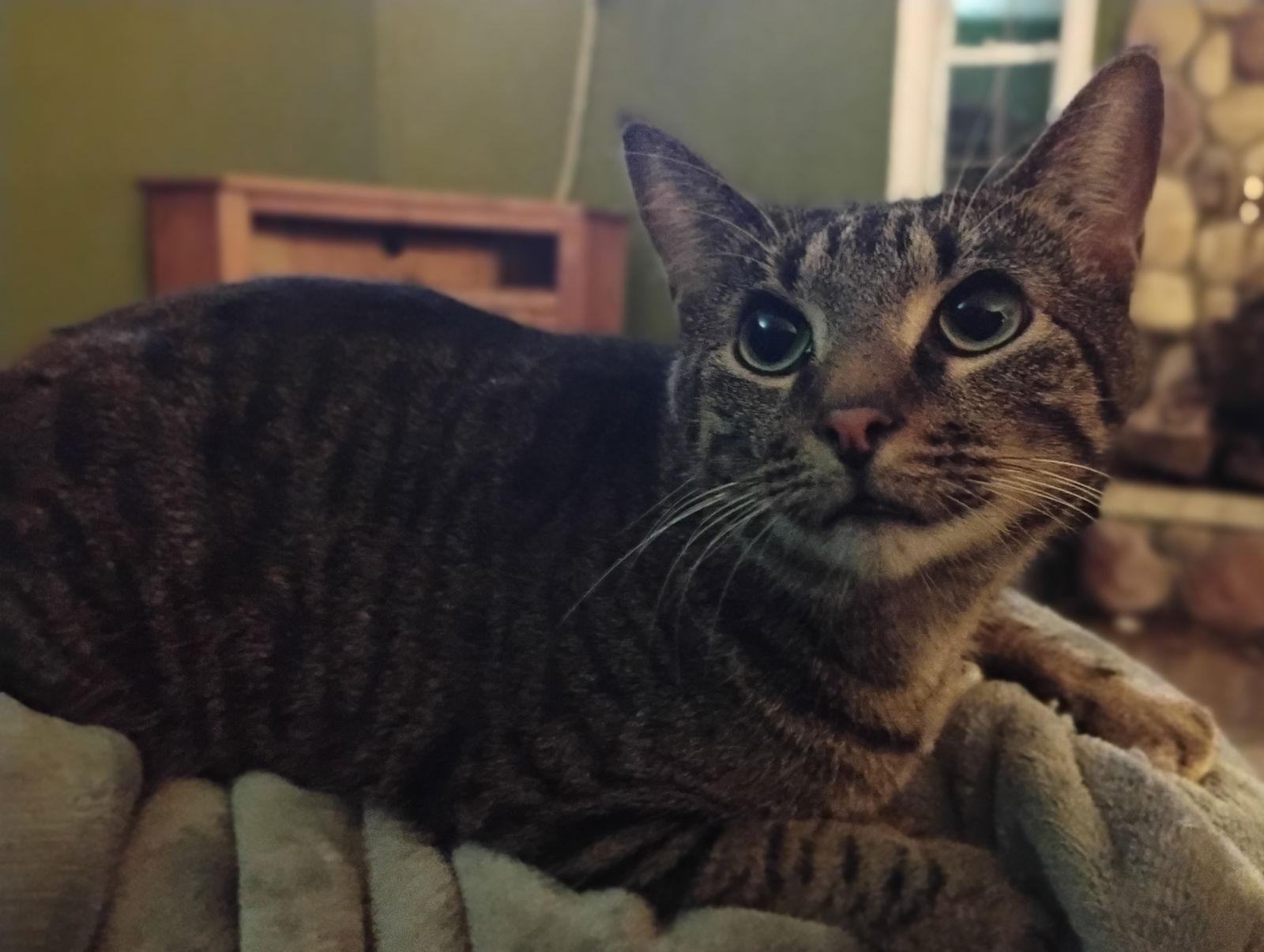 Enlarge Harvey, a Adoptable Domestic Short Hair in Niles, MI image 2/3