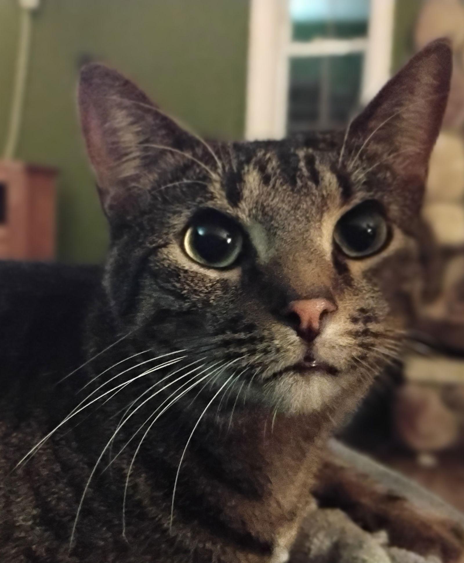 Enlarge Harvey, a Adoptable Domestic Short Hair in Niles, MI image 3/3