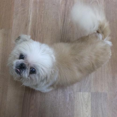 Enlarge ROWDY, a Adoptable Shih Tzu in Trufant, MI image 2/5