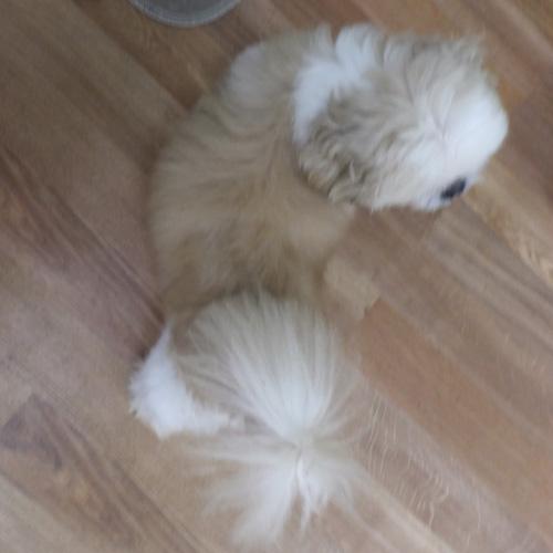 Enlarge ROWDY, a Adoptable Shih Tzu in Trufant, MI image 3/5