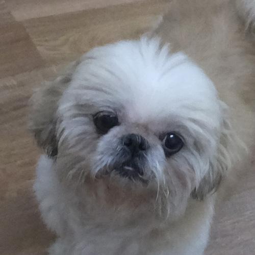 ROWDY, Adoptable, Senior Male Shih Tzu.