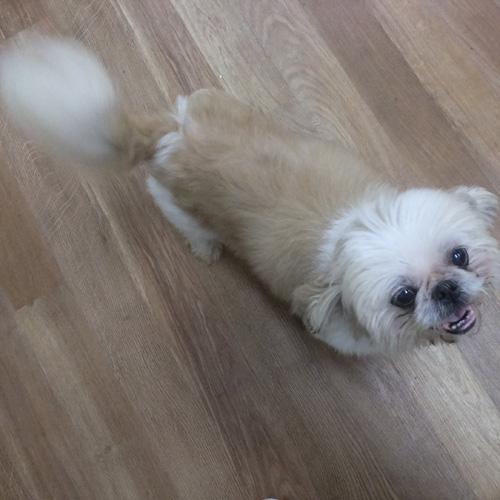Enlarge ROWDY, a Adoptable Shih Tzu in Trufant, MI image 4/5