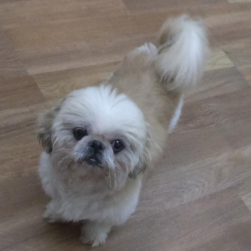 Enlarge ROWDY, a Adoptable Shih Tzu in Trufant, MI image 5/5