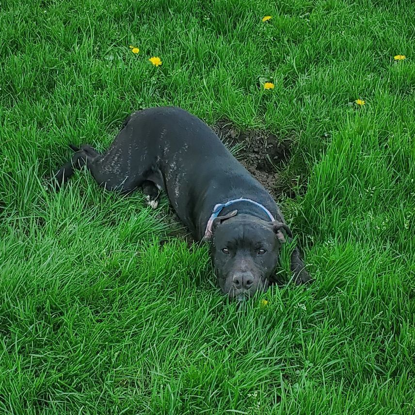 Enlarge Yoda, a Adoptable mixed breed in Lake Odessa, MI image 1/13